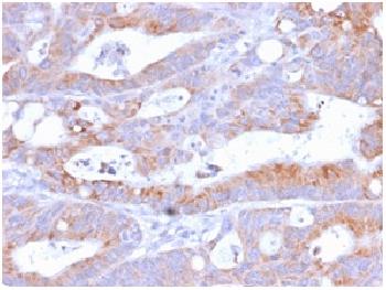 Anti-CD86 (Dendritic Cells Maturation Marker) Recombinant Rabbit Monoclonal Antibody (Clone:C86/2160R)