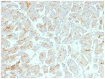 Anti-CFTR (Cystic Fibrosis Transmembrane Conductance Regulator) Recombinant Mouse Monoclonal Antibody (Clone:rCFTR/1342)