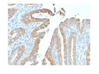 Anti-Cytokeratin 19 (KRT19) (Pancreatic Stem Cell Marker) Recombinant Mouse Monoclonal Antibody (Clone:rKRT19/799)