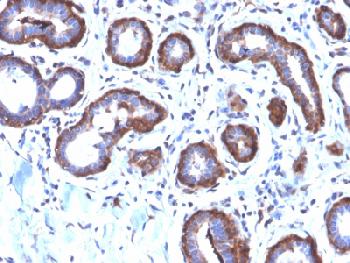 Anti-Ferritin, Light Chain (FTL) (Microglia Marker) Recombinant Rabbit Monoclonal Antibody (Clone:FTL/2338R)