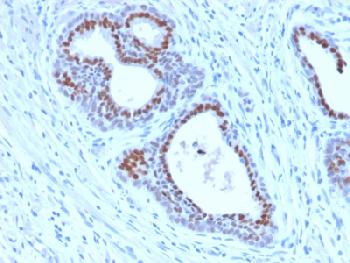 Anti-FOXA1 / HNF3A Recombinant Rabbit Monoclonal Antibody (Clone:FOXA1/2230R)