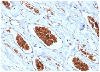 Anti-Glycophorin A / CD235a (Erythrocyte Marker) Recombinant Mouse Monoclonal Antibody (Clone:rGYPA/280)