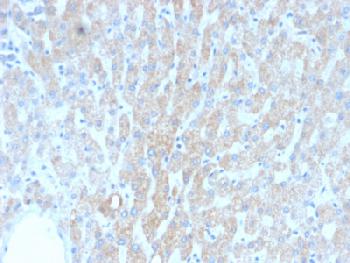 Anti-HSP60 (Heat Shock Protein 60) (Mitochondrial Marker) Recombinant Mouse Monoclonal Antibody (Clone:rGROEL/780)