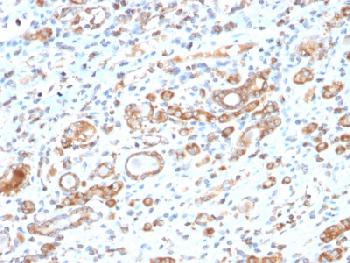 Anti-HSP60 (Heat Shock Protein 60) (Mitochondrial Marker) Recombinant Rabbit Monoclonal Antibody (Clone:HSPD1/2206R)