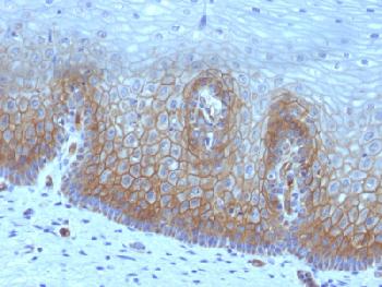 Anti-Thrombomodulin / CD141 (Endothelial Cell Marker) Recombinant Mouse Monoclonal Antibody (Clone:rTHBD/1591)