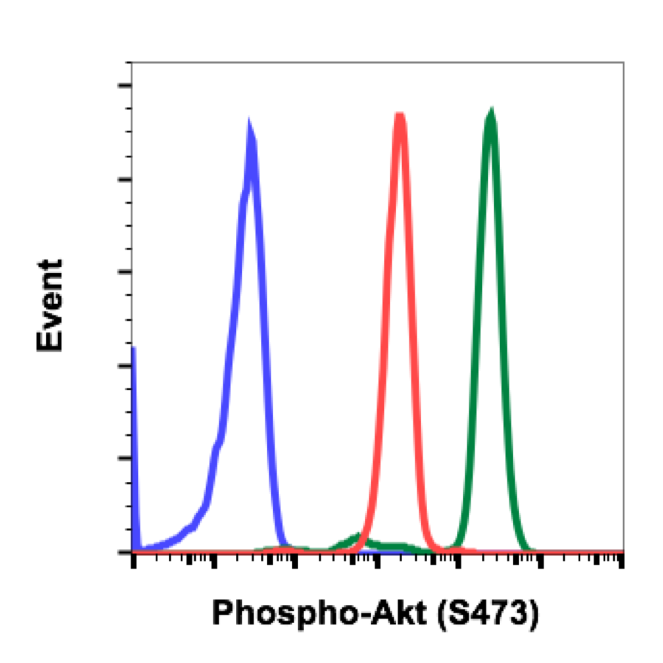 Phospho-Akt1 (Ser473) (Clone: C7) rabbit mAb