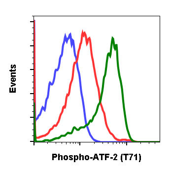 Phospho-ATF2 (Thr71) (Clone: G3) rabbit mAb