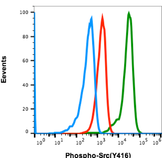 Phospho-Src (Tyr416) (Clone: C4) rabbit mAb