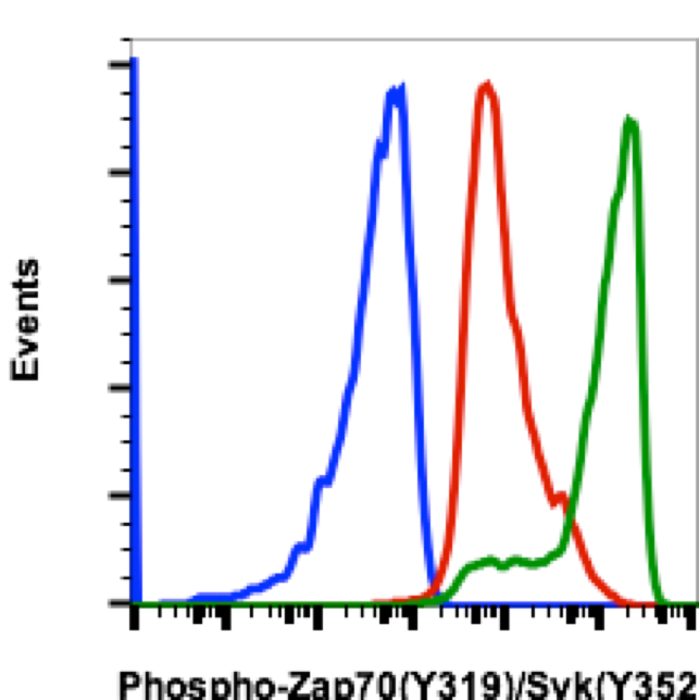 Phospho-Zap70 (Tyr319)/Syk (Tyr352) (Clone: A3) rabbit mAb