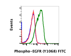 Phospho-EGFR (Tyr1068) (Clone: E5) rabbit mAb FITC conjugate