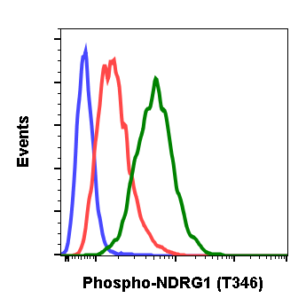 Phospho-NDRG1 (Thr346) (Clone: F5) rabbit mAb