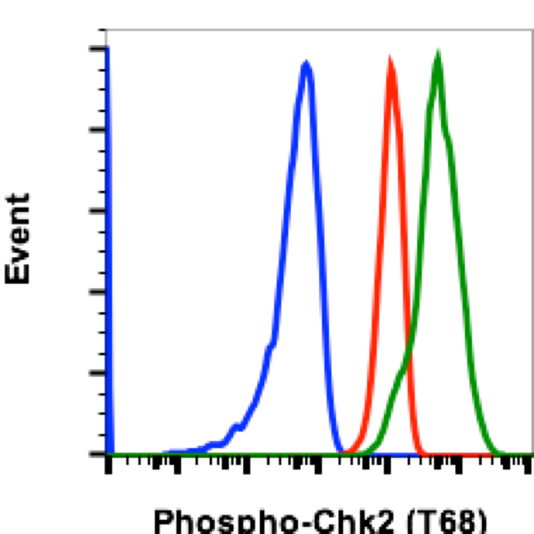 Phospho-Chk2 (Thr68) (Clone: D12) rabbit mAb