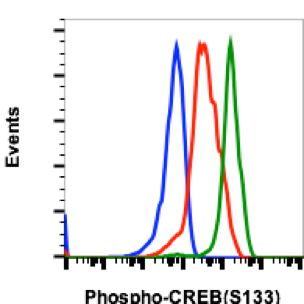 Phospho-CREB (Ser133) (Clone: 4D11) rabbit mAb