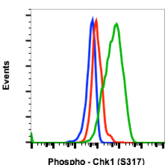 Phospho-Chk1 (Ser317) (Clone: F10) rabbit mAb