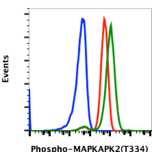 Phospho-MAPKAPK2 (Thr334) (Clone: H2) rabbit mAb