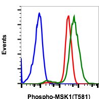 Phospho-MSK1 (Thr581) (Clone: A5) rabbit mAb