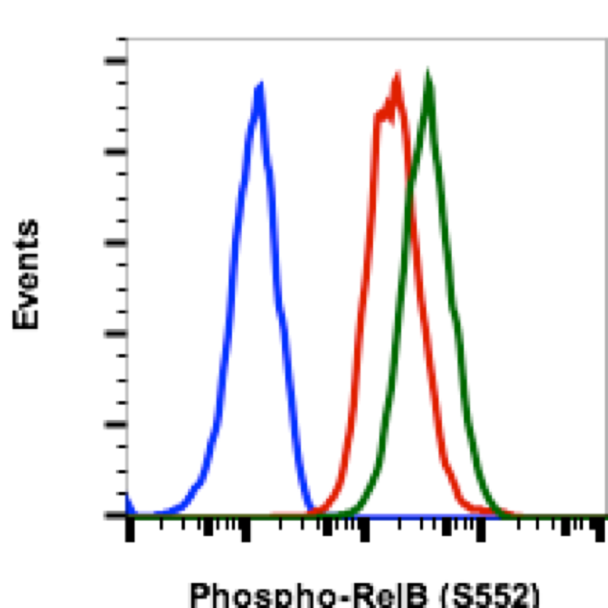 Phospho-RelB (Ser552) (Clone: A7) rabbit mAb