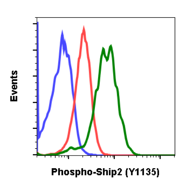 Phospho-Ship2 (Tyr1135) (Clone: 1D2) rabbit mAb