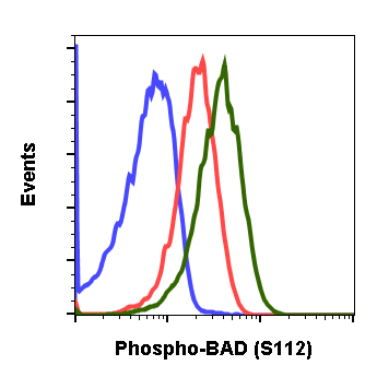 Phospho-BAD (Ser112) (Clone: B9) rabbit mAb