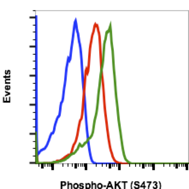 Phospho-Akt1 (Ser473) (Clone: B9) rabbit mAb