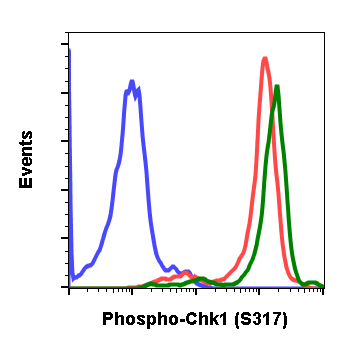 Phospho-Chk1 (Ser317) (Clone: G1) rabbit mAb