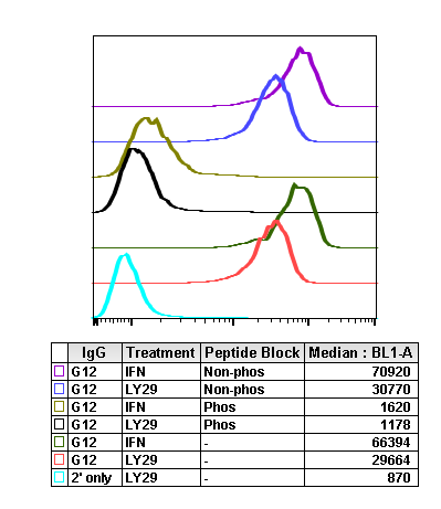 Phospho-Akt1 (Thr308) (Clone: G12) rabbit mAb