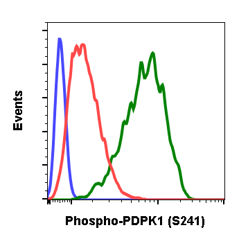 Phospho-PDK1 (Ser241) (Clone: F7) rabbit mAb