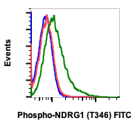 Phospho-NDRG1 (Thr346) (Clone: F5) rabbit mAb FITC conjugate