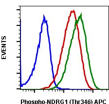 Phospho-NDRG1 (Thr346) (Clone: F5) rabbit mAb APC conjugate