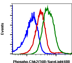 Phospho-Chk2 (Thr68) (Clone: D12) rabbit mAb SureLight488 conjugate