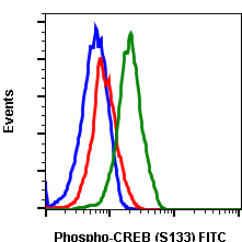 Phospho-CREB (Ser133) (Clone: 4D11) rabbit mAb FITC conjugate