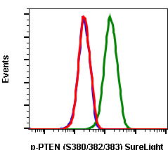 Phospho-PTEN (Ser380/Thr382/383) (Clone: E4) rabbit mAb SureLight488 conjugate