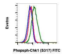 Phospho-Chk1 (Ser317) (Clone: F10) rabbit mAb FITC conjugate