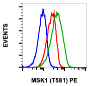 Phospho-MSK1 (Thr581) (Clone: A5) rabbit mAb PE conjugate