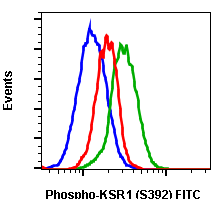 Phospho-KSR1 (Ser392) (Clone: 3A4) rabbit mAb FITC conjugate