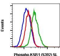 Phospho-KSR1 (Ser392) (Clone: 3A4) rabbit mAb SureLight conjugate