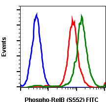 Phospho-RelB (Ser552) (Clone: A7) rabbit mAb FITC conjugate