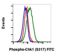 Phospho-Chk1 (Ser317) (Clone: G1) rabbit mAb FITC conjugate