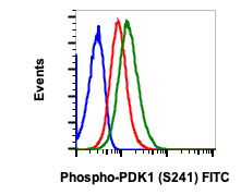 Phospho-PDK1 (Ser241) (Clone: F7) rabbit mAb FITC conjugate