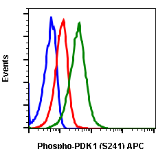 Phospho-PDK1 (Ser241) (Clone: F7) rabbit mAb APC conjugate