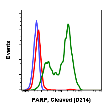 Cleaved PARP (Asp214) (Clone: H8) rabbit mAb