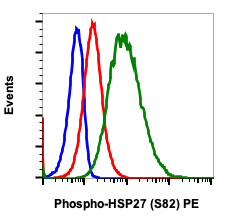 Phospho-HSP27 (Ser82) (Clone: CB2) rabbit mAb PE conjugate