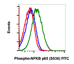 Phospho-NFKB p65 (Ser536) (Clone: B7) rabbit mAb FITC Conjugate