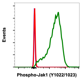 Phospho-Jak1 (Tyr1022/1023) (Clone: F11) rabbit mAb