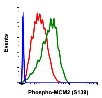 Phospho-MCM2 (Ser139) (Clone: B12) rabbit mAb