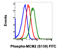 Phospho-MCM2 (Ser139) (Clone: B12) rabbit mAb FITC conjugate