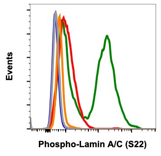 Phospho-Lamin A/C (Ser22) (Clone: CF12) rabbit mAb