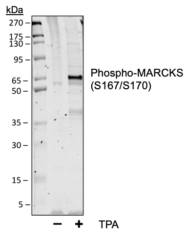 Phospho-MARCKS (Ser167/170) (Clone: C9) rabbit mAb