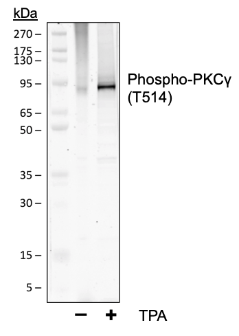 Phospho-PKC (pan) (Clone: gamma Thr514) (Clone: PF4) rabbit mAb