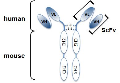 anti-IL-33 (mouse), mAb (rec.) (blocking) (Bondy-1-1) (preservative free)